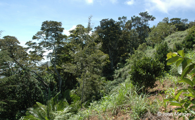 Native forest is disappearing from Sagalla